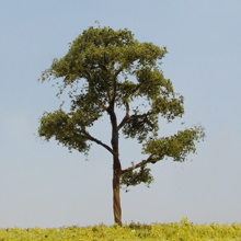 model trees